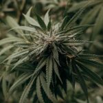 In the ever-expanding world of cannabis cultivation, few names resonate with as much credibility and craftsmanship as Blimburn Seeds. With roots in Barcelona, Spain, and a global presence that reaches passionate growers on every continent, Blimburn has established itself as a pioneer in premium cannabis genetics — where science, heritage, and innovation meet. This is not just about seeds. It’s about a legacy of excellence that has redefined what quality means in the cannabis world.